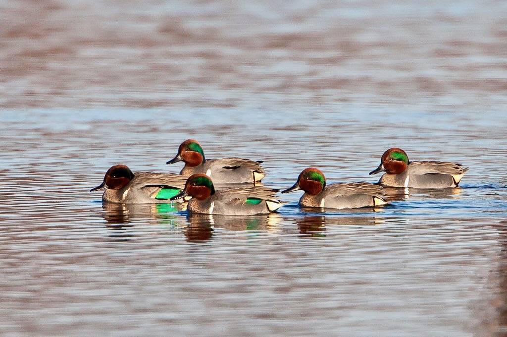 Green-winged teal ducks at Red River National Wildlife Refuge. by Ronnie Maum/USFWS/Southeast is licensed under CC BY 2.0.